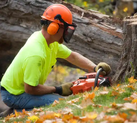 tree services Beechmont